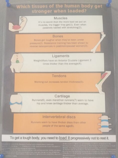 Which-tissues-of-the-human-body-get -stronger-when-loaded